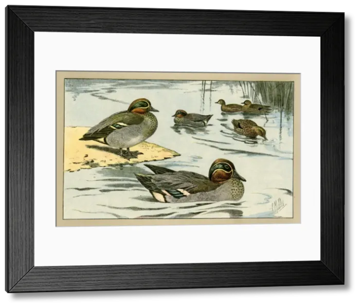 Framed Print : Ducks and ducklings Framed Print : Ducks and ducklings