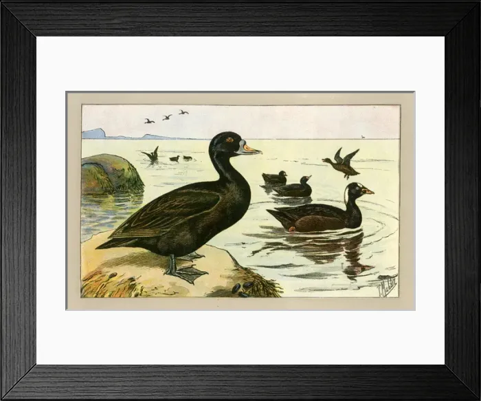 Framed Print : Group of ducks
