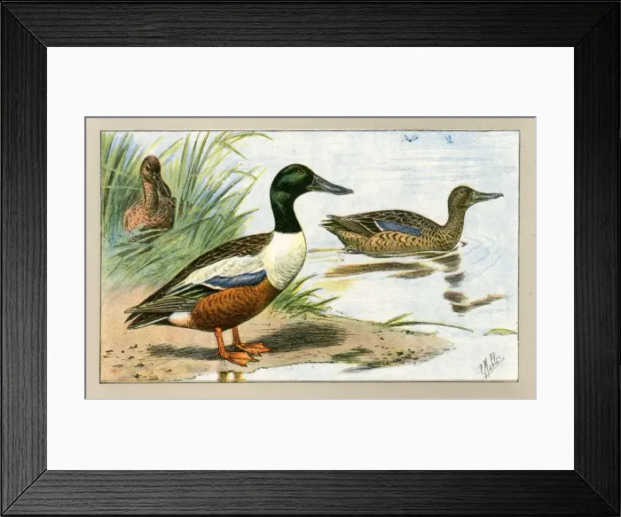 Framed Print : Three ducks Framed Print : Three ducks