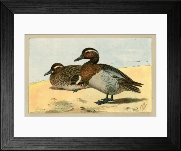 Framed Print : Two ducks.. 1907 Framed Print : Two ducks.. 1907