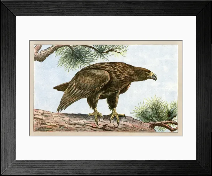 Framed Print : An eagle on a branch.. 1907 Framed Print : An eagle on a branch.. 1907