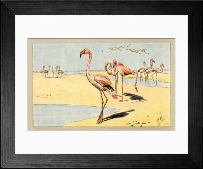 Framed Print : Group of flamingoes Framed Print : Group of flamingoes