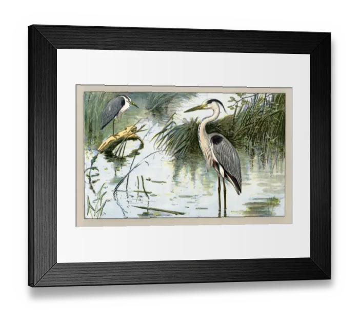 Framed Print : Two herons Framed Print : Two herons