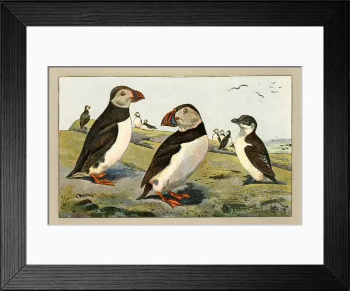 Framed Print : Group of puffins