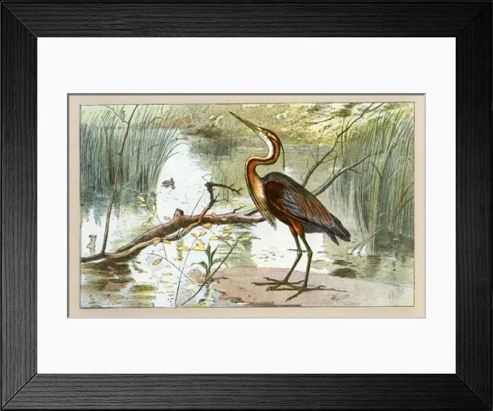 Framed Print : A heron.. 1907 Framed Print : A heron.. 1907