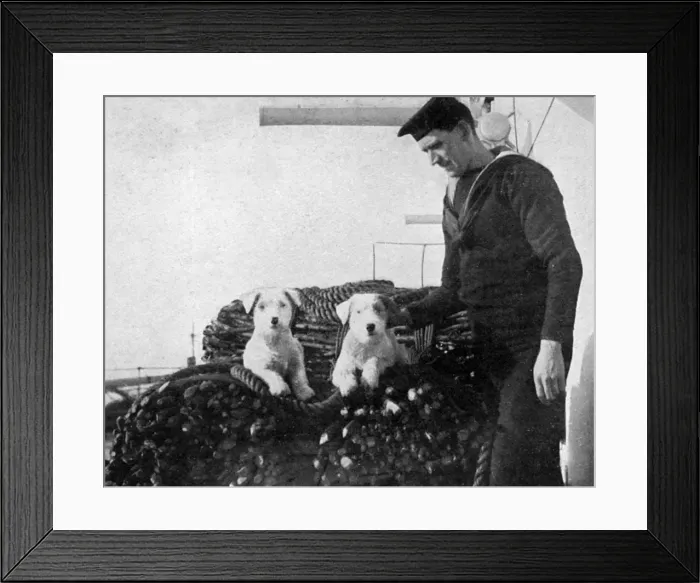 Framed Print : Two sealyham dogs on the deck of a ship during WW1 Framed Print : Two sealyham dogs on the deck of a ship during WW1