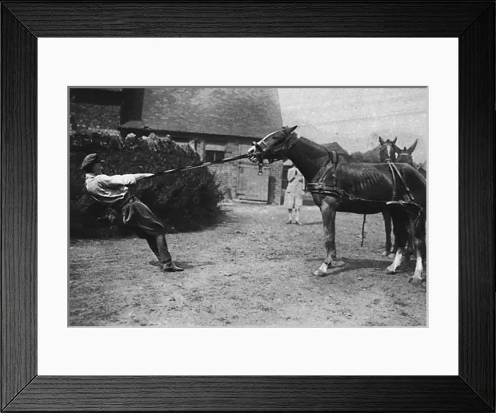 Framed Print : Lieutenant Mike Rimmington training horses for the army, WW1 Framed Print : Lieutenant Mike Rimmington training horses for the army, WW1