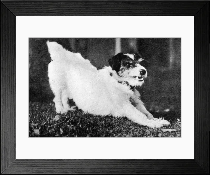 Framed Print : Morty the dog, mascot of WW1 Framed Print : Morty the dog, mascot of WW1