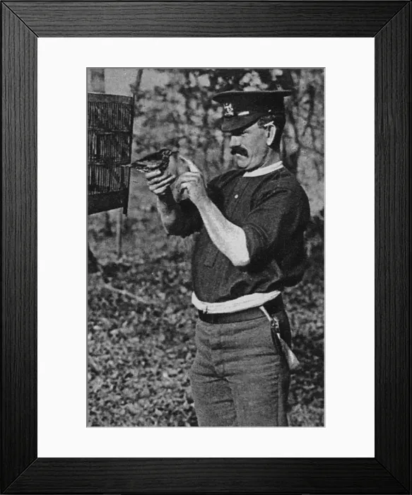 Framed Print : Tommy and his thrush, WW1 Framed Print : Tommy and his thrush, WW1