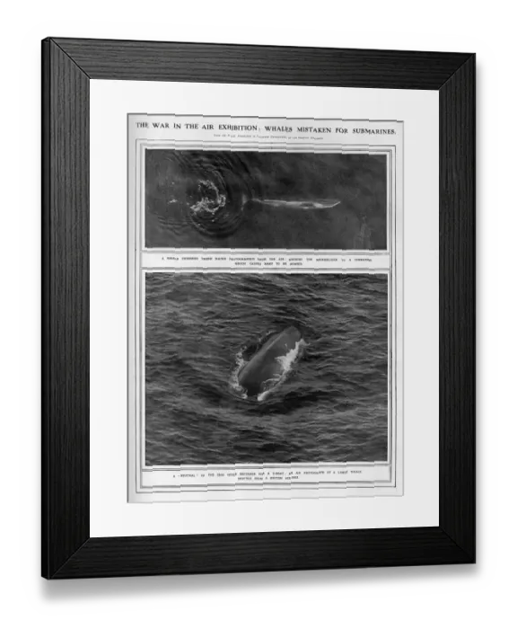 Framed Print : Whales mistaken for u-boats during WW1 Framed Print : Whales mistaken for u-boats during WW1