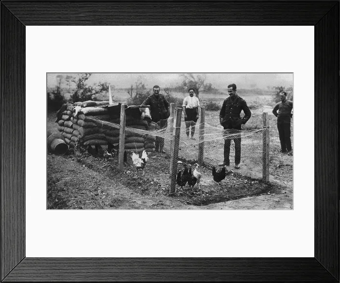 Framed Print : British soldiers with a hen coop at Gallipoli, 1916 Framed Print : British soldiers with a hen coop at Gallipoli, 1916