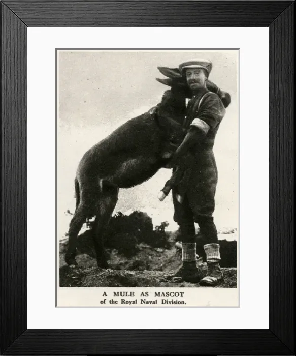Framed Print : A mule mascot of the Royal Naval Division, 1916 Framed Print : A mule mascot of the Royal Naval Division, 1916