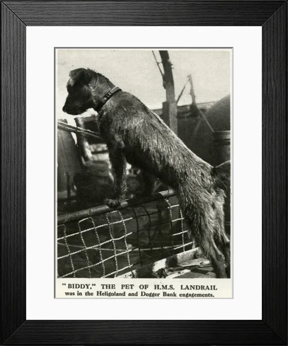 Framed Print : Biddy, WW1 naval dog mascot, 1916 Framed Print : Biddy, WW1 naval dog mascot, 1916