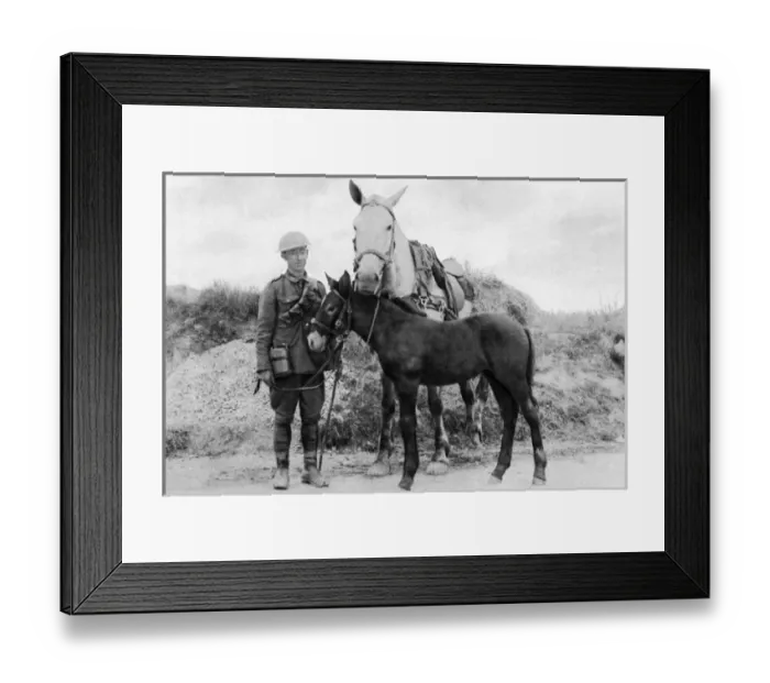 Framed Print : A foal named Vimy, born during WW1 Framed Print : A foal named Vimy, born during WW1