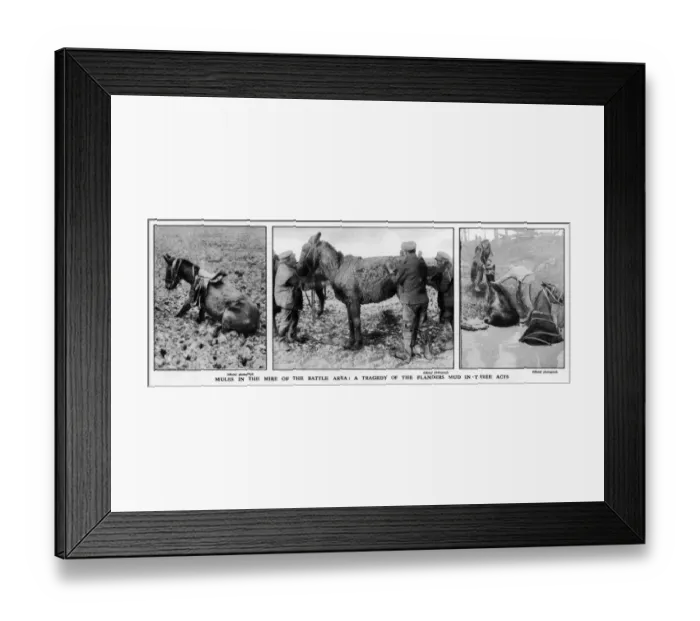Framed Print : Mules rescued from the mud, 1917 Framed Print : Mules rescued from the mud, 1917