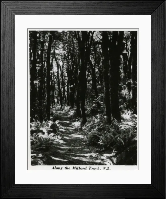 Framed Print : Milford Track, New Zealand Framed Print : Milford Track, New Zealand