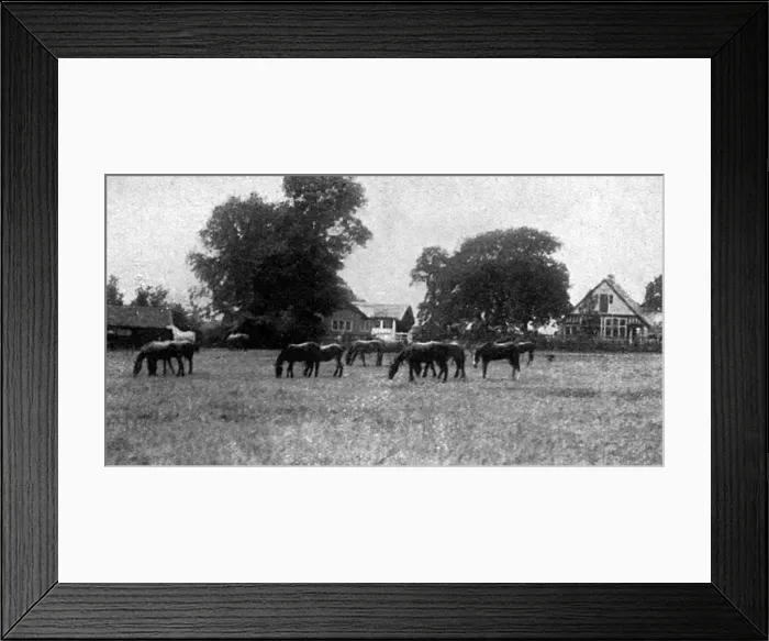 Framed Print : Horse serum farm at Elstree, 1915 Framed Print : Horse serum farm at Elstree, 1915