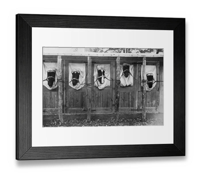 Framed Print : Horses treated for mange, WW1 Framed Print : Horses treated for mange, WW1