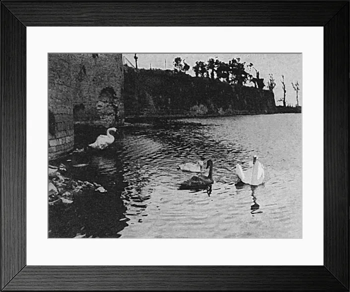 Framed Print : Swans that have survived shot and shell at Ypres, France Framed Print : Swans that have survived shot and shell at Ypres, France