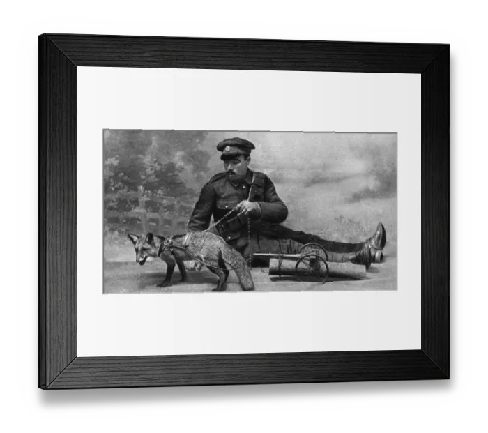 Framed Print : WW1 mascot: a fox in a harness Framed Print : WW1 mascot: a fox in a harness