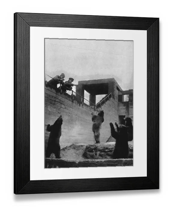 Framed Print : WW1 mascots: bears in a zoo Framed Print : WW1 mascots: bears in a zoo