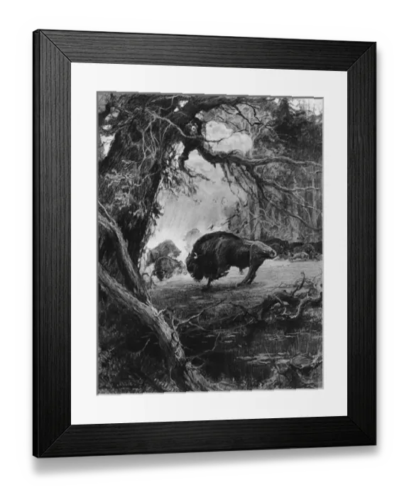 Framed Print : Endangered European bison in wartime, 1915 Framed Print : Endangered European bison in wartime, 1915