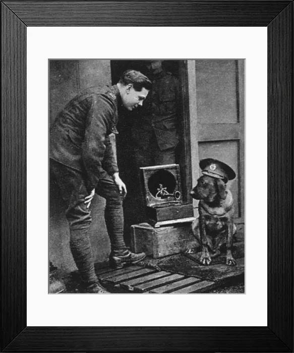 Framed Print : WW1 mascots: a war dog, wearing a cap Framed Print : WW1 mascots: a war dog, wearing a cap