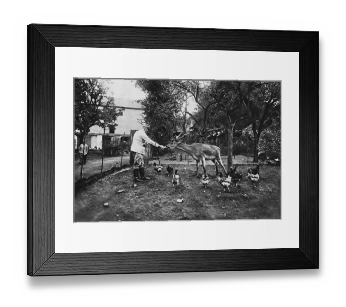Framed Print : The pet of a French rest camp: a tame stag Framed Print : The pet of a French rest camp: a tame stag