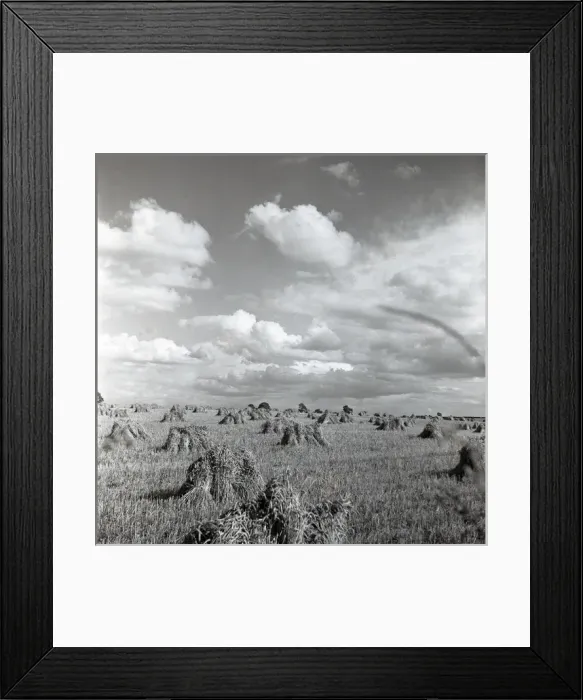Framed Print : Cornfield at harvest time Framed Print : Cornfield at harvest time