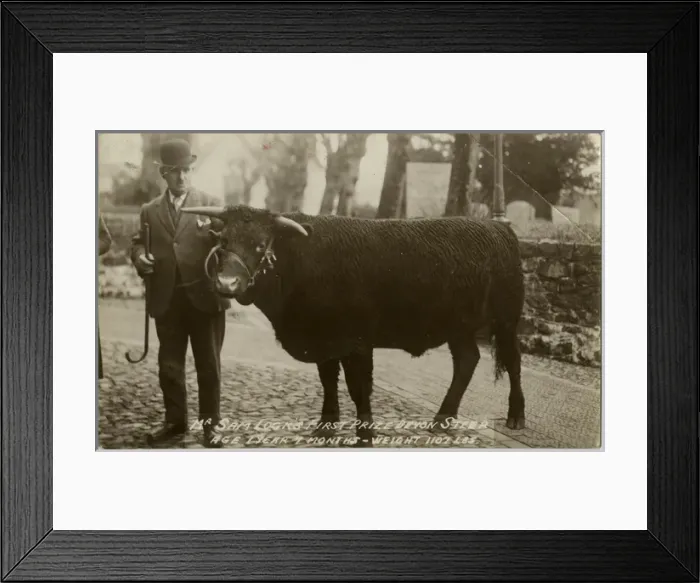 Framed Print : Mr Sam Locks First Prize-winning Devon Steer Framed Print : Mr Sam Locks First Prize-winning Devon Steer