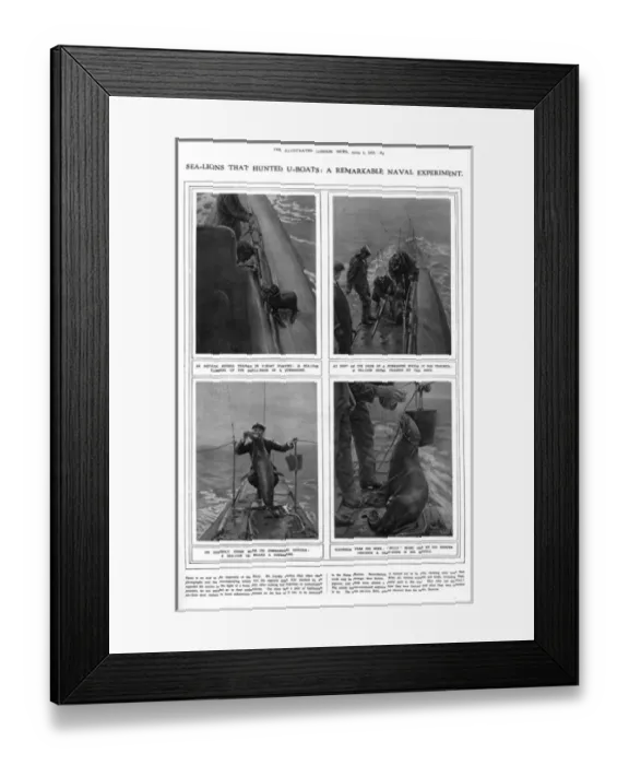 Framed Print : ILN page on submarine hunting sea lions, WW1 Framed Print : ILN page on submarine hunting sea lions, WW1