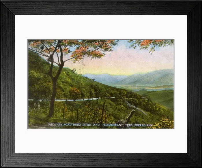 Framed Print : Military road and tree, San Juan, Puerto Rico Framed Print : Military road and tree, San Juan, Puerto Rico