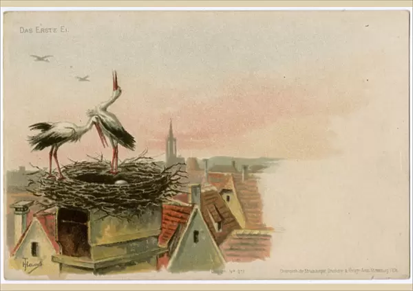 The storks lay a precious egg in their nest - Strasbourg