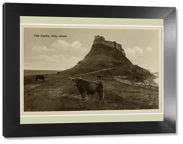 The Holy Island of Lindisfarne - Castle and Highland Cattle