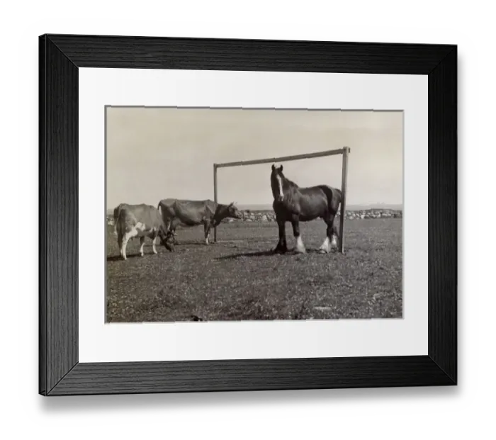 Framed Print : Horse and two cows in a field Framed Print : Horse and two cows in a field