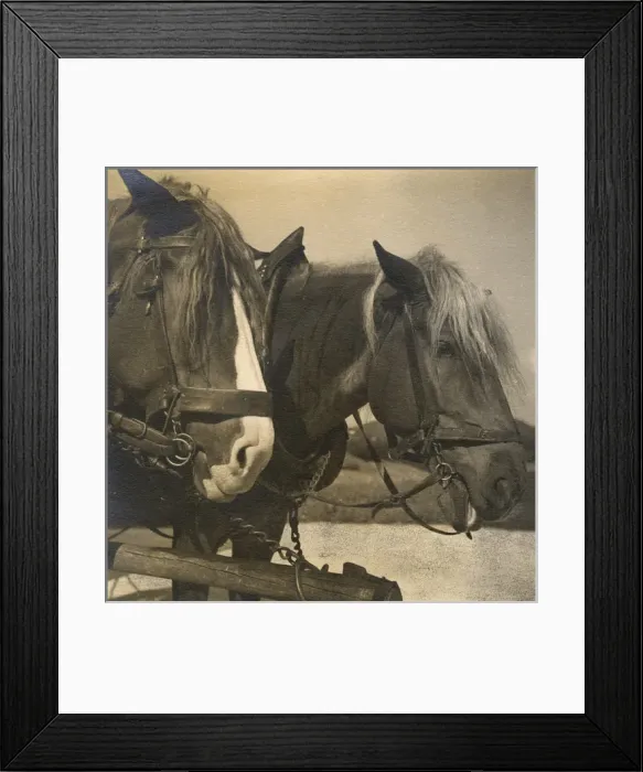 Framed Print : Two farm horses Framed Print : Two farm horses