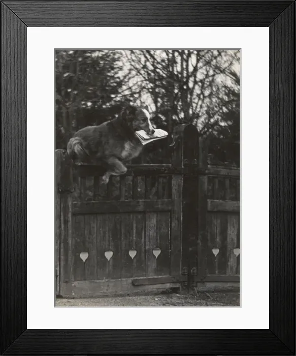 Framed Print : Dog jumping gate with newspaper in mouth Framed Print : Dog jumping gate with newspaper in mouth