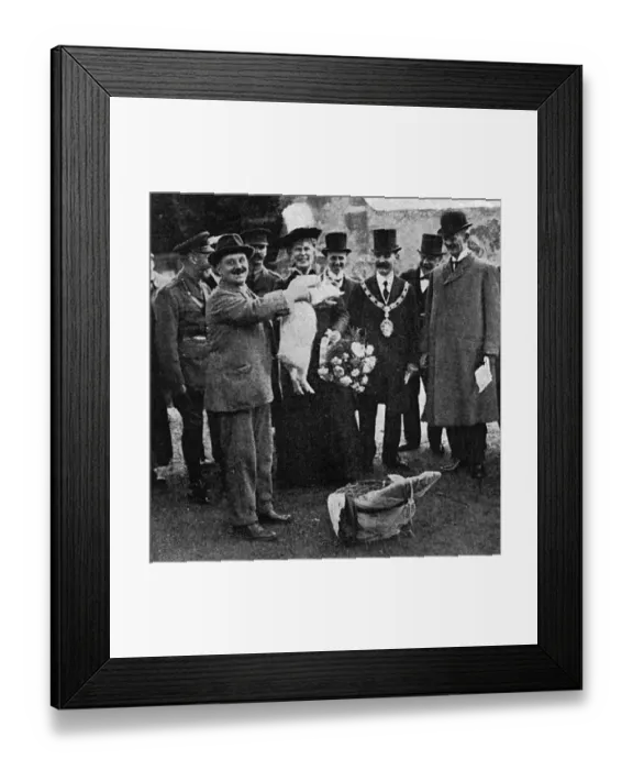 Framed Print : Royal WW1 allotment visit, 1918: Queen Mary and piglet Framed Print : Royal WW1 allotment visit, 1918: Queen Mary and piglet