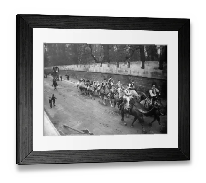 Framed Print : Circus troupe with camels and elephants Framed Print : Circus troupe with camels and elephants