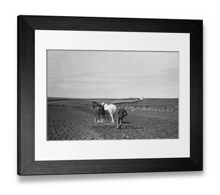 Framed Print : Ploughing with horses Framed Print : Ploughing with horses