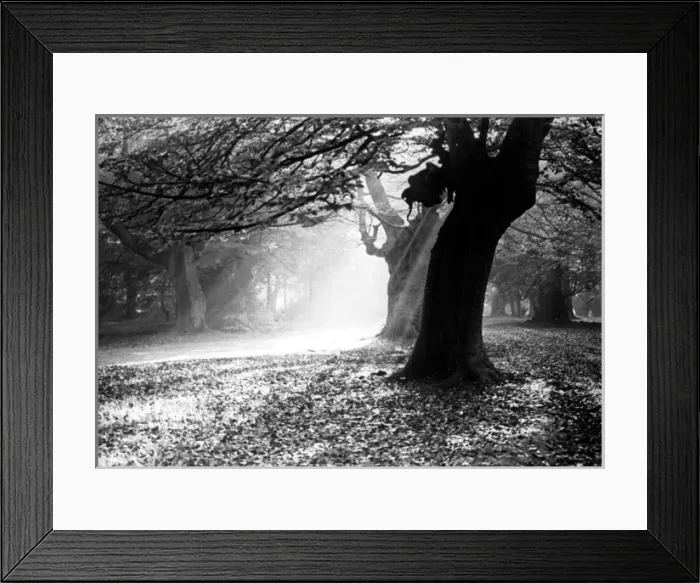 Framed Print : Woodland scene with sunlight, England Framed Print : Woodland scene with sunlight, England