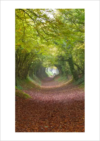 Wooded lane in West Sussex, England