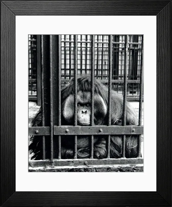 Framed Print : Large ape in a zoo Framed Print : Large ape in a zoo