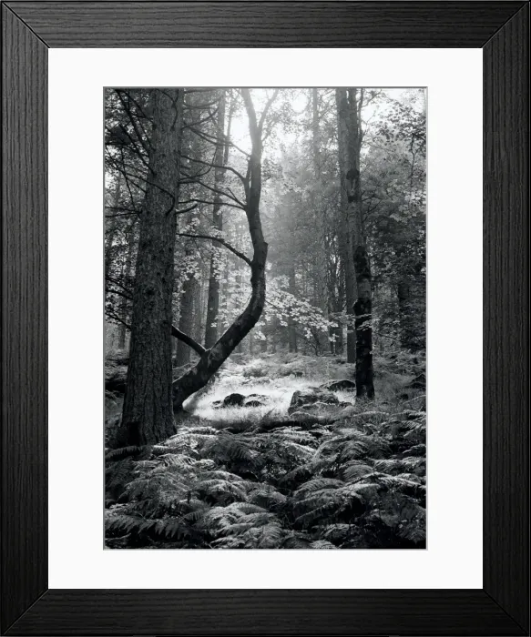 Framed Print : Woodland glade, Lake District, England Framed Print : Woodland glade, Lake District, England