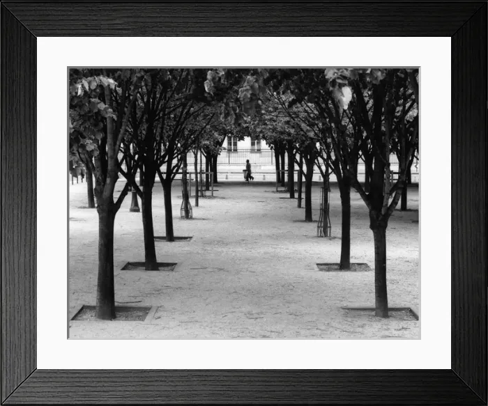 Framed Print : Trees in a Paris park, France Framed Print : Trees in a Paris park, France