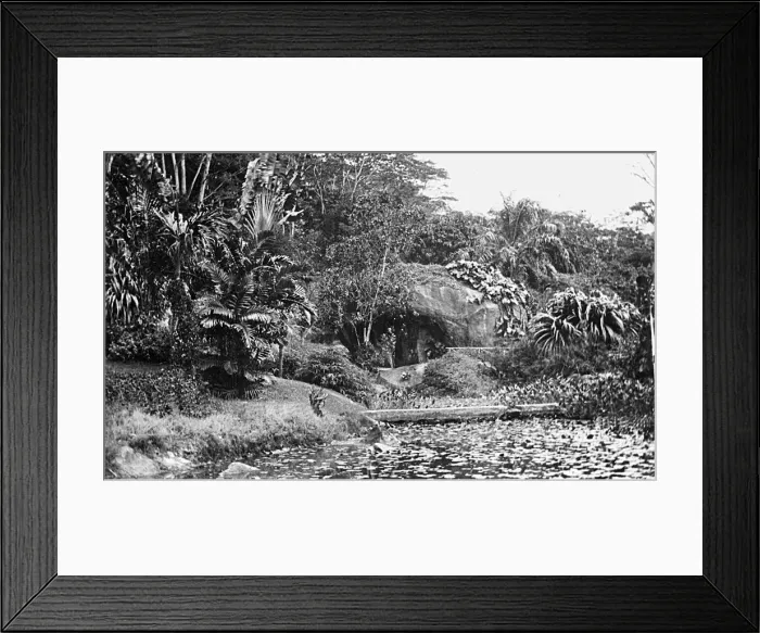 Framed Print : Botanical Gardens, Mahe, Seychelles Framed Print : Botanical Gardens, Mahe, Seychelles