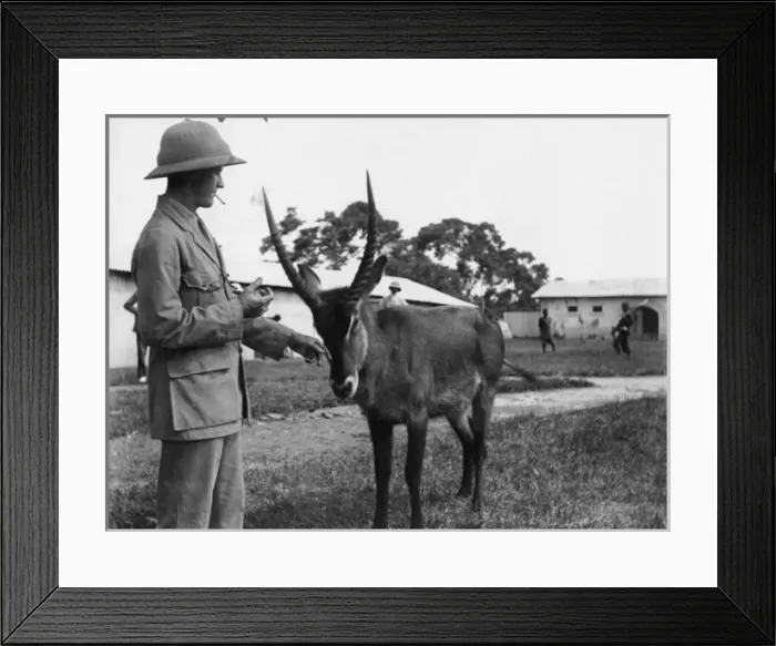 Framed Print : Settler with tame waterbuck, East Africa Framed Print : Settler with tame waterbuck, East Africa
