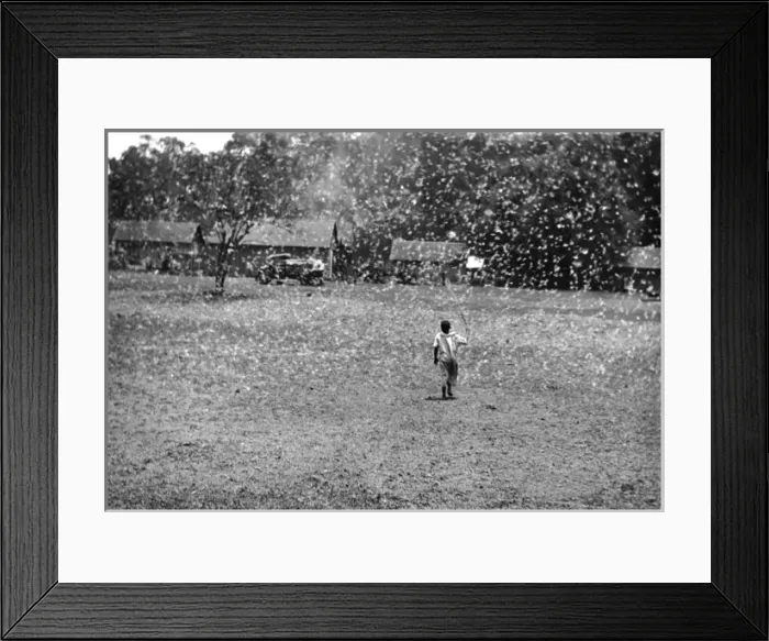 Framed Print : Locust invasion, Nairobi, Kenya, East Africa Framed Print : Locust invasion, Nairobi, Kenya, East Africa