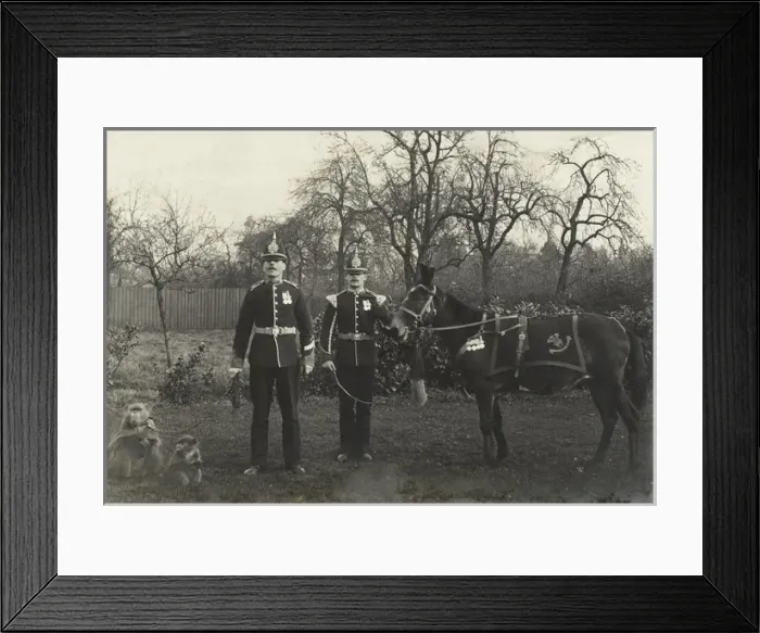 Framed Print : Jimson, the mule Framed Print : Jimson, the mule