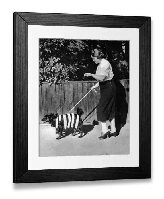 Framed Print : Protective colouring for black outs, WWII - hi vis dog Framed Print : Protective colouring for black outs, WWII - hi vis dog